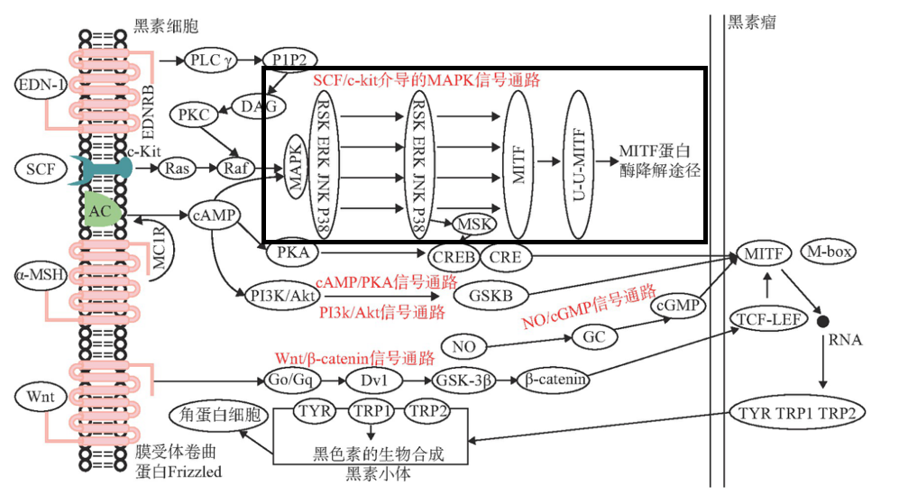 美白,功效原料,信號(hào)通路,黑素轉(zhuǎn)移,百里香醌